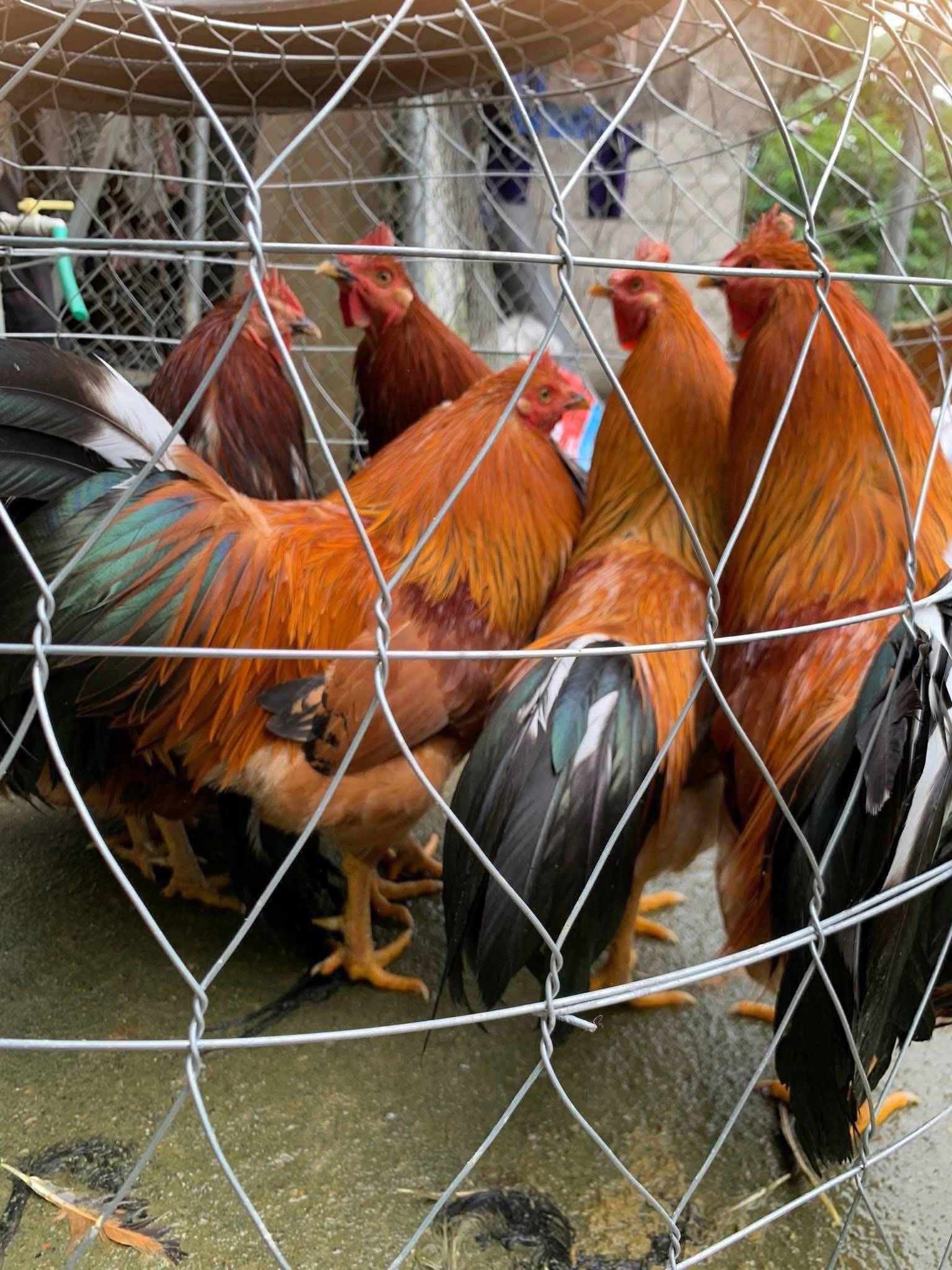 Nuôi gà trống thiến 10 con nạc thịt cả 10, nông dân nơi này ở Bà Rịa-Vũng Tàu, nay là TPHCM tết nào bán cũng hết sạch