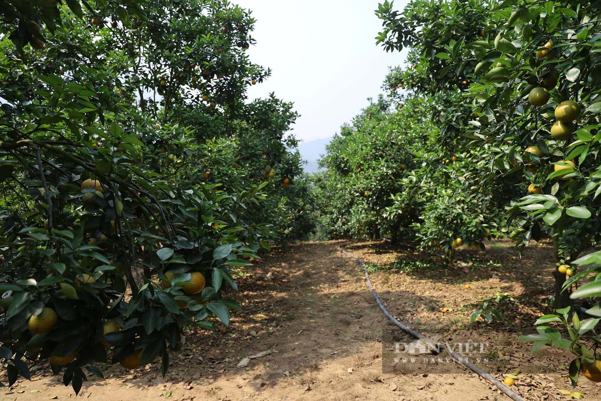 Trồng quế thành rừng, nuôi cá tầm trên núi, 2 trong số các mô hình đang giúp nông dân Lào Cai có thu nhập tốt hơn hẳn