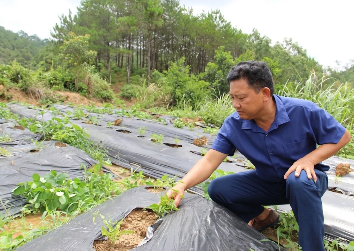 Một loại cây 