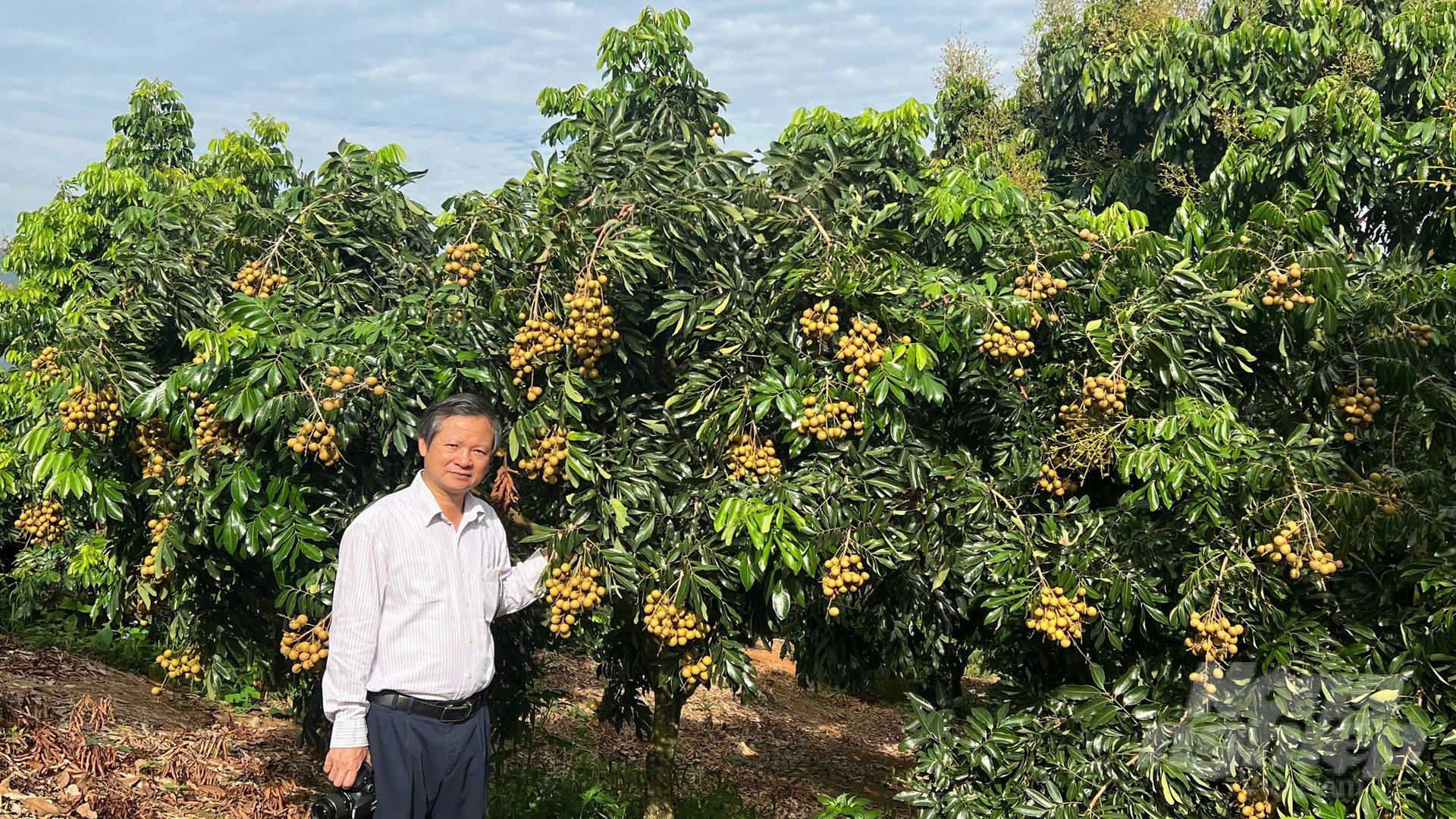 Sơn La bội thu nhãn chín sớm