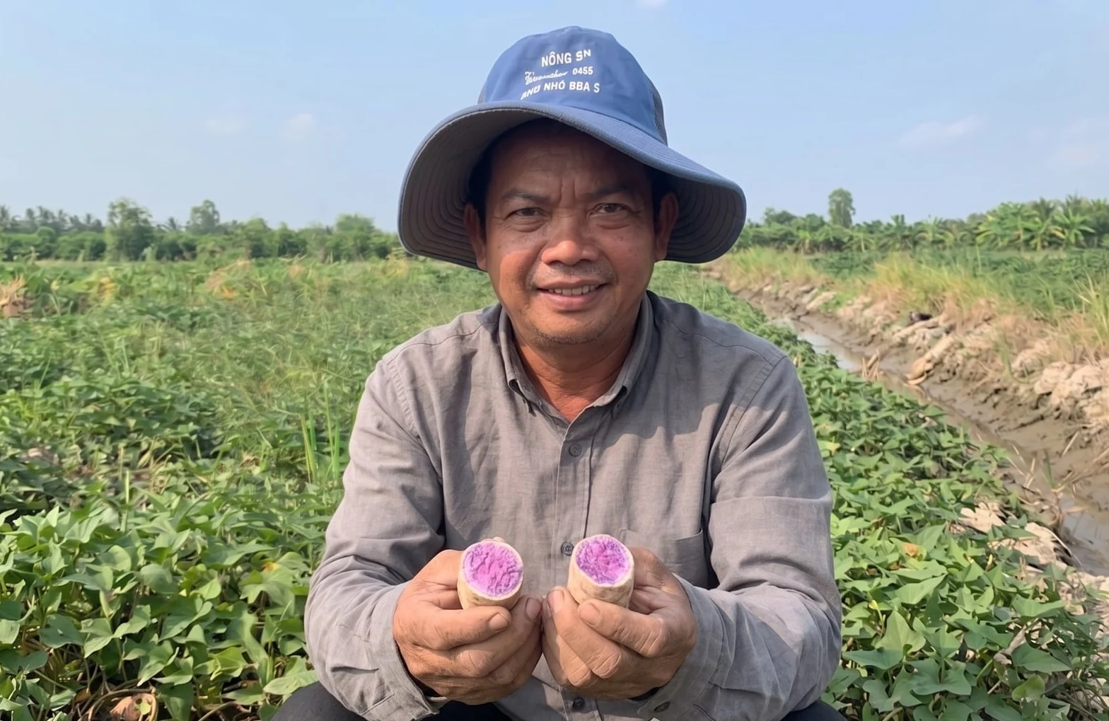 Nông dân Vĩnh Long mở hướng mới từ giống khoai tím Úc