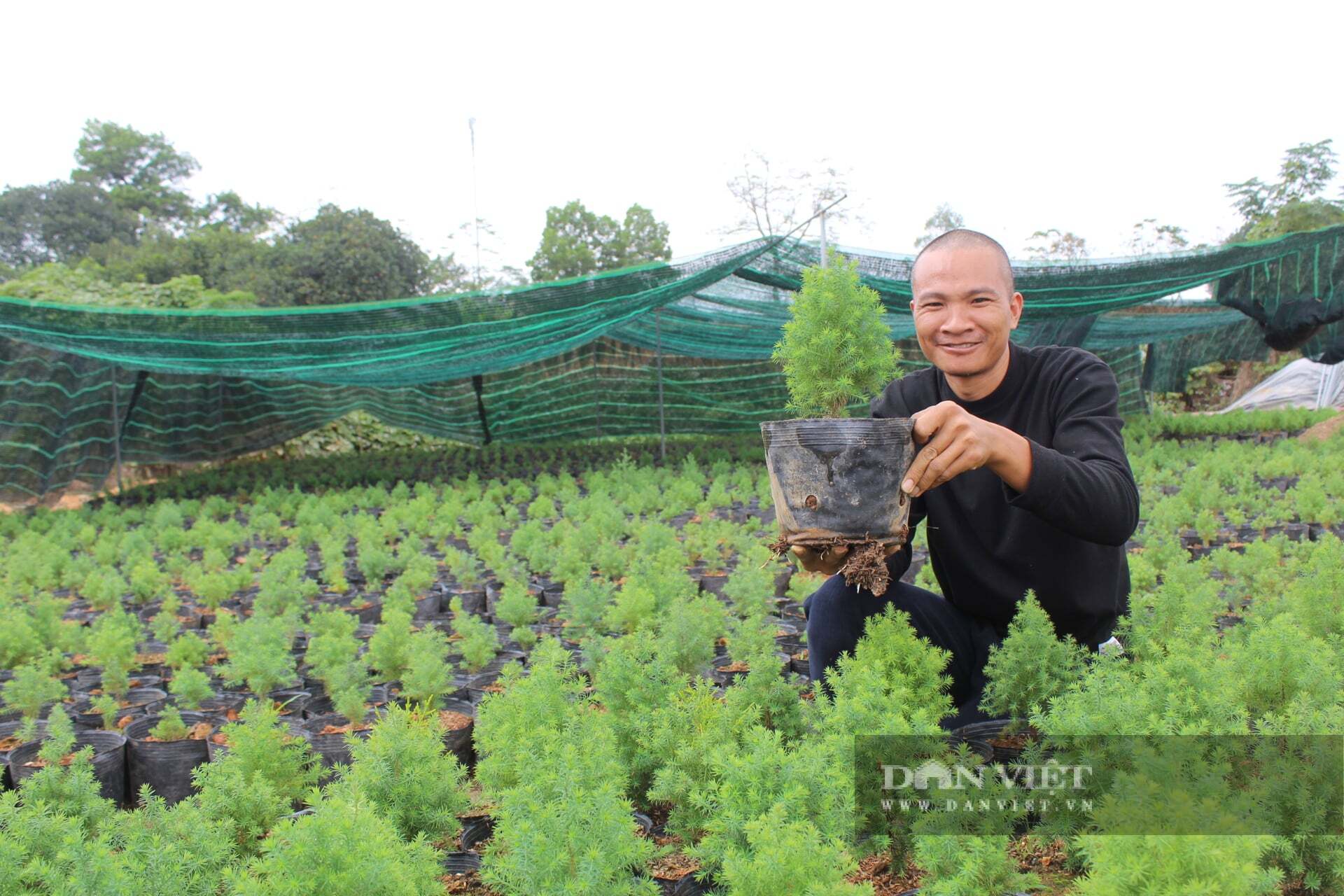 Trồng la liệt thứ cây 