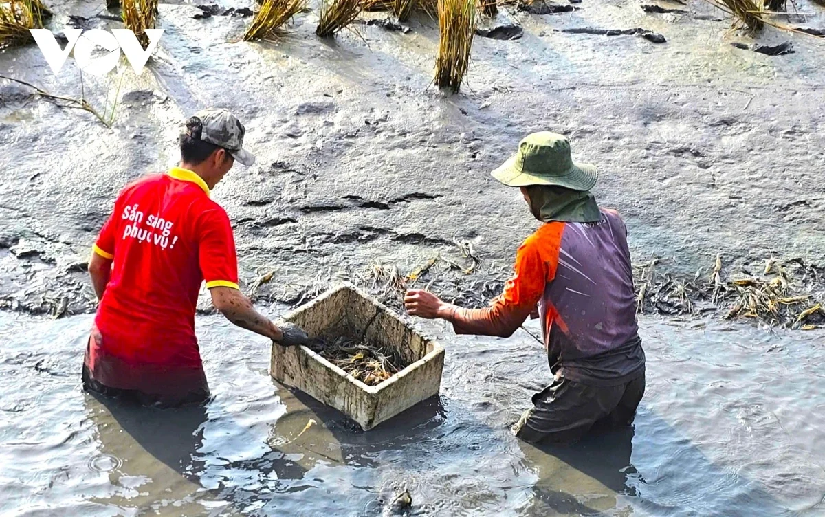 Tôm càng xanh nuôi trong ruộng lúa Cà Mau to bự thế này đây, giá giảm chút mà nhà nào bắt bán vẫn trúng luôn
