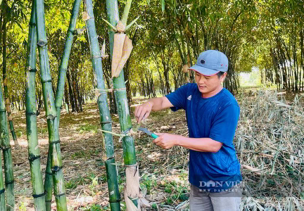 Trồng loại cây 