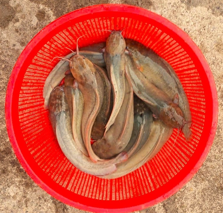 Sự thay đổi dưới nước ở Nho Quan: Dùng nano bạc nuôi cá trê vàng