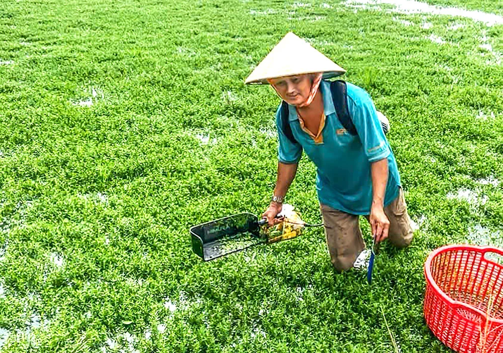 Trồng rau đặc sản xuất xứ từ Nhật Bản, một nông dân Bến Tre, nay là tỉnh Vĩnh Long cắt bao nhiêu bán hết veo đến đó