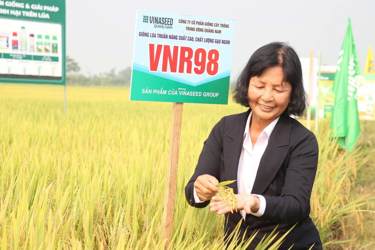 Canh tác đúng kỹ thuật, VNR98 có thể đạt năng suất đến 9 tấn/ha