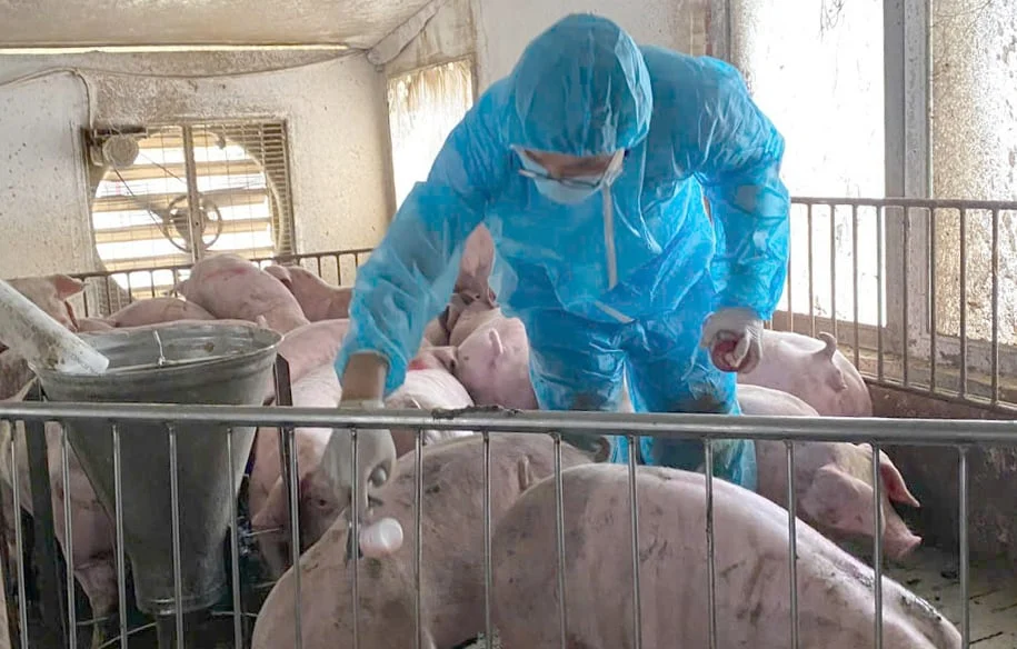 Vaccine giúp đàn heo khỏe mạnh