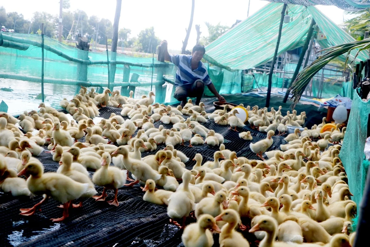 Thoát nghèo nhờ mô hình nuôi vịt và thả cá trên ruộng lúa