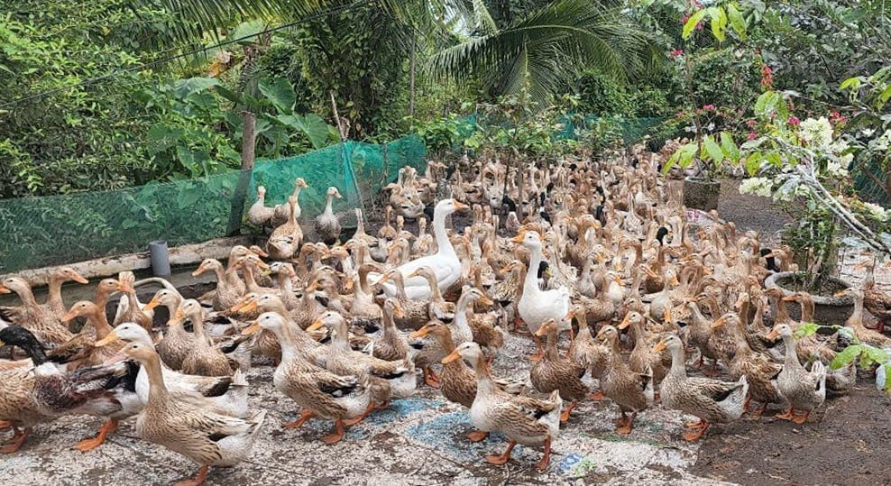 Vịt siêu trứng VST: Lựa chọn mới cho chăn nuôi ĐBSCL