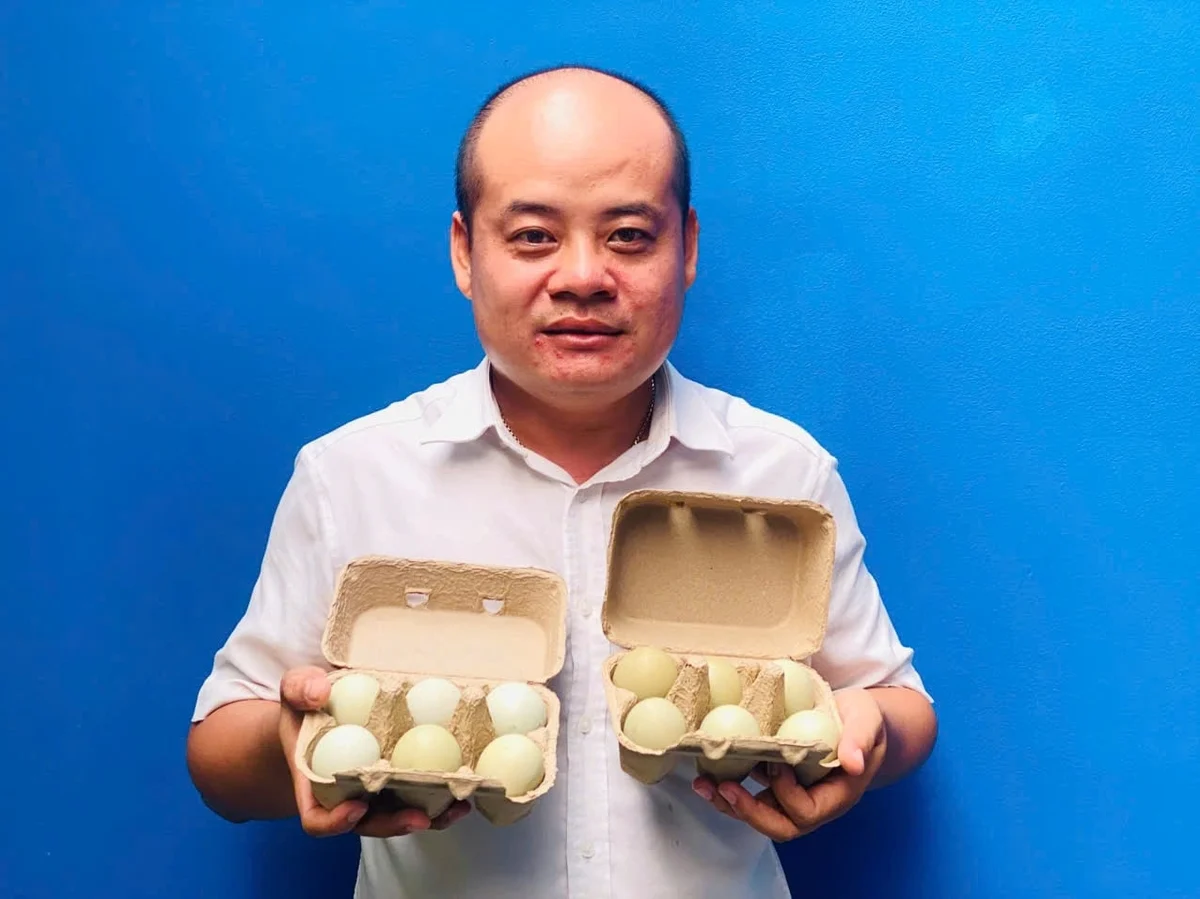 Nuôi gà Araucana bằng thảo dược cho trứng giàu dinh dưỡng