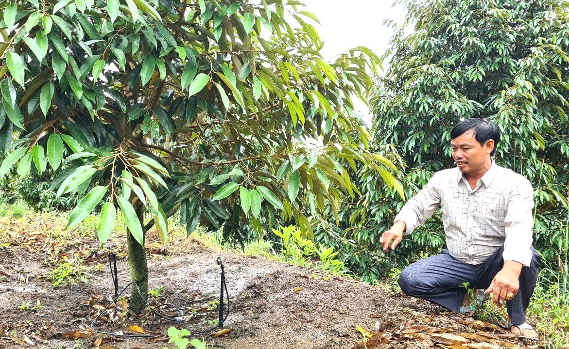 'Ông vua sầu riêng' vùng biên