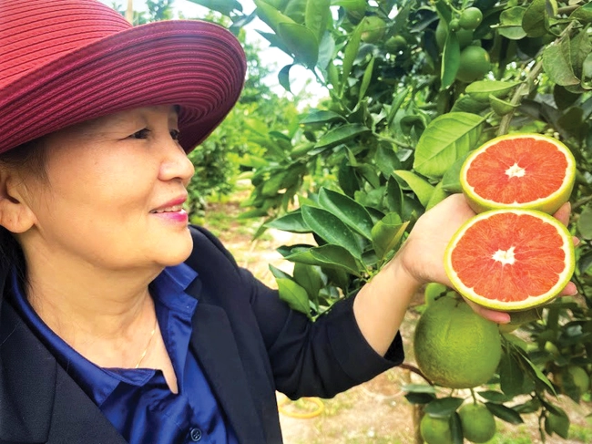 Trồng thứ cây ra trái ngon, bốn mùa đỏ ngọt ở Đắk Lắk, ước hái 30 tấn/ha, doanh thu sẽ đạt 1,5 tỷ đồng