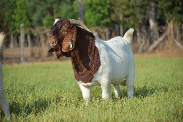 Con đặc sản xuất xứ Nam Phi ví như “kho thuốc biết đi”, nuôi đàn ngăn nắp ở Hà Tĩnh, hễ bán con nào lãi ngay con đó