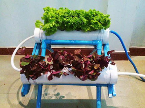 Sinh viên Đà Nẵng chế hệ thống trồng rau bằng... điện thoại di động