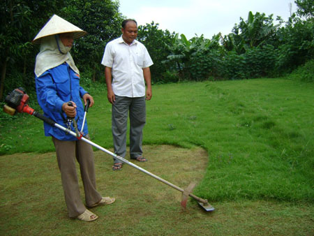 Bà Phí Thị Đông đang cắt tỉa vườn cỏ nhung Nhật.