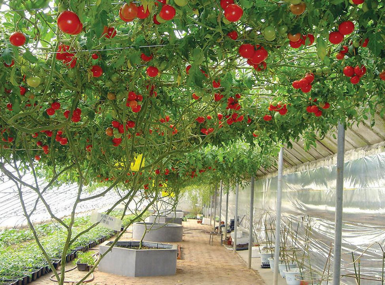 Độc, lạ cây cà chua bạch tuộc trồng cực dễ đem lại năng suất cực cao