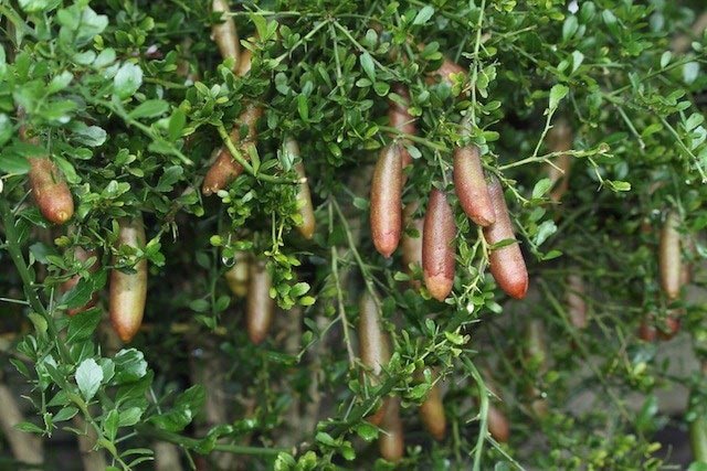 Kỹ thuật trồng cây chanh ngón tay đắt giá nhất thế giới cho cả nhà thưởng thức
