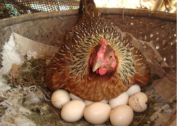 Kỹ thuật nuôi gà siêu trứng mang tiền tươi thóc thật ngay trong ngày