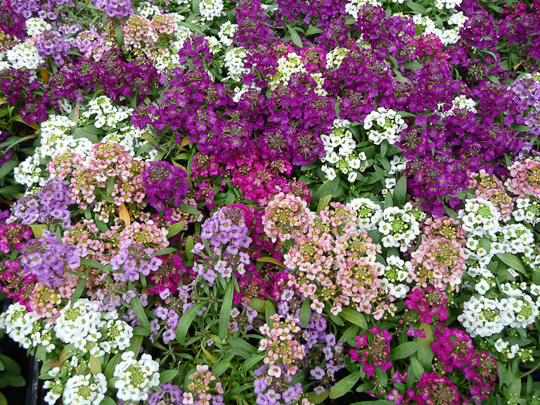 Trồng hoa ngàn sao cho vườn nhà rực sắc hương ngày Tết