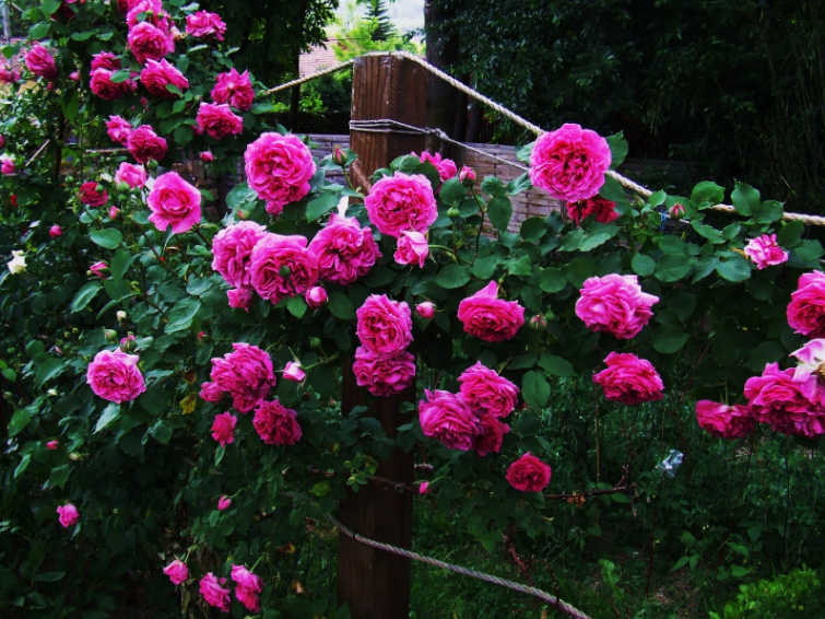 Kỹ thuật trồng hoa hồng leo Pháp