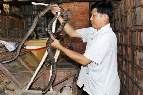 Kỹ thuật nuôi rắn ráo trâu cho người nông dân thu bội tiền