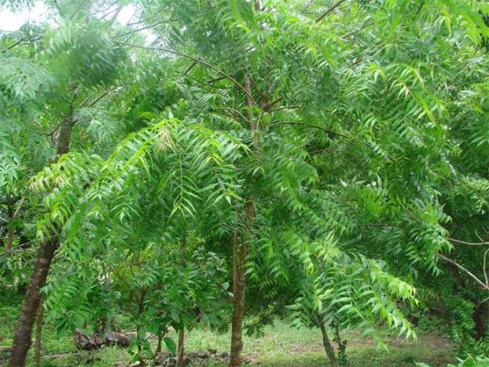 Một số nét cơ bản về kỹ thuật trồng và chăm sóc cây Neem