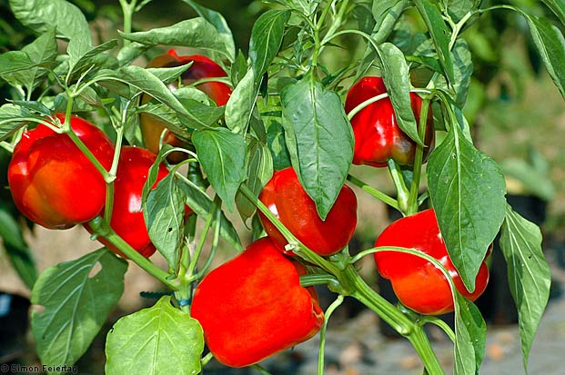 Kỹ thuật trồng ớt ngọt theo hướng an toàn