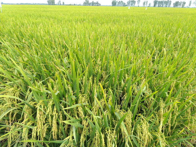 Nông dân vùng “rốn phèn” trồng lúa theo cách mới, lợi nhuận tăng gần 4 triệu đồng/ha