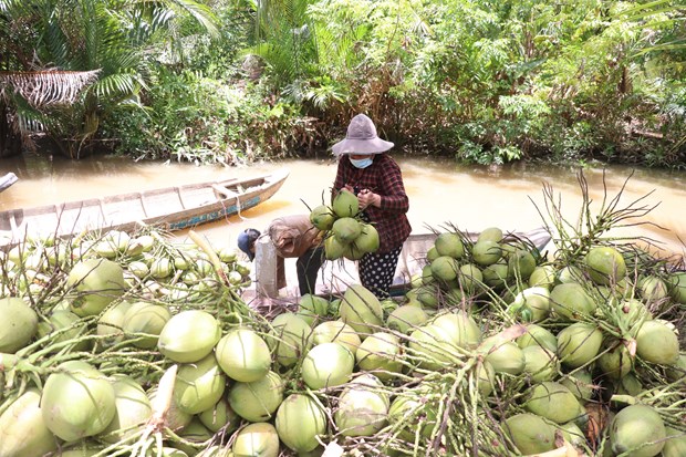 Nông dân Bến Tre nuôi, trồng xen ghép trong vườn dừa, bất ngờ thu nhập lại chắc ăn hơn