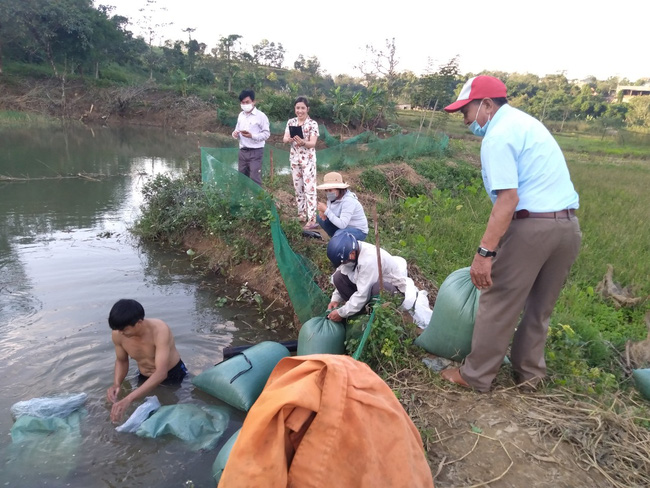 Nuôi cá lóc theo cách này, nông dân Quảng Trị không lo đối phó dịch bệnh, cá khỏe, lớn nhanh