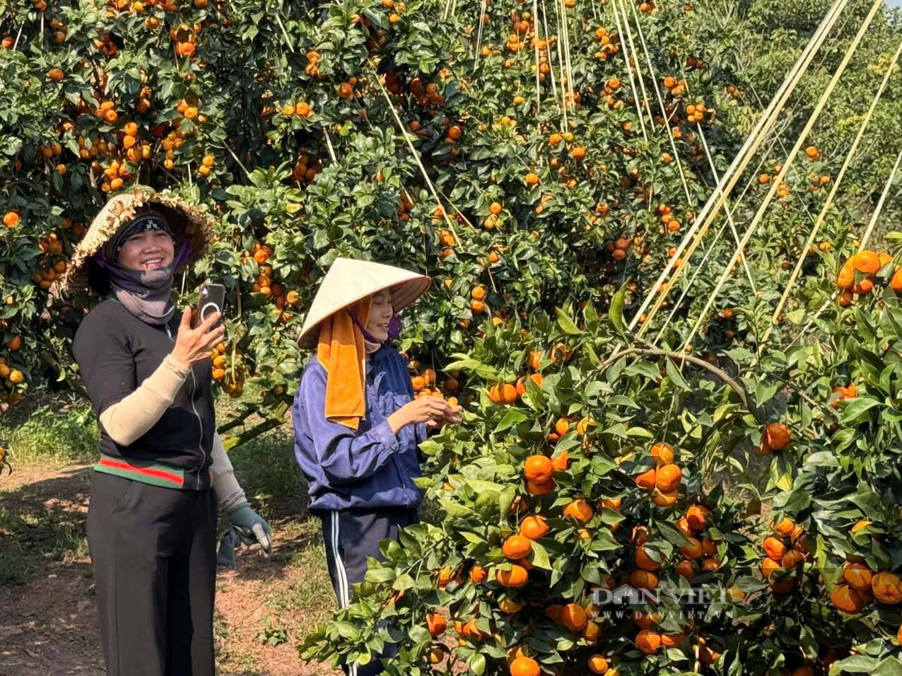 Cho cam Canh sống trên gốc cây bưởi Diễn, cây nào cũng phải làm cọc đỡ quả, chị nông dân Bắc Ninh thu 600 - 700 triệu