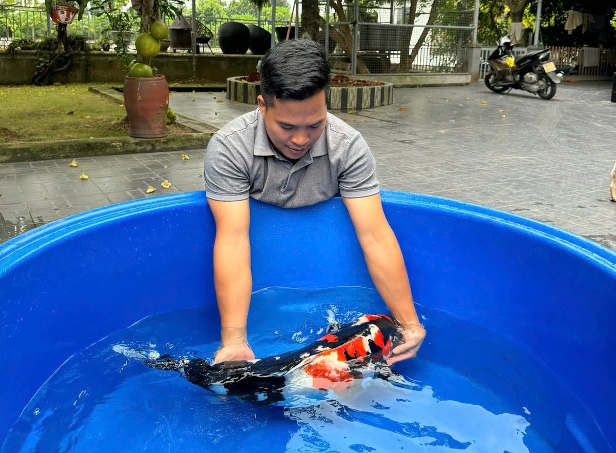 Biến vùng đất sâu, trũng thành 'vựa' cá Koi tiền tỷ