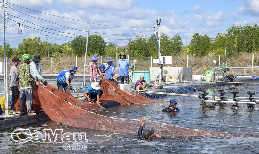 Kiểu nuôi tôm của nông dân Cà Mau không cần thay nước, cho tôm ăn chuối, gừng, ở chung với rong, bắt lên hàng tấn toàn con to khỏe
