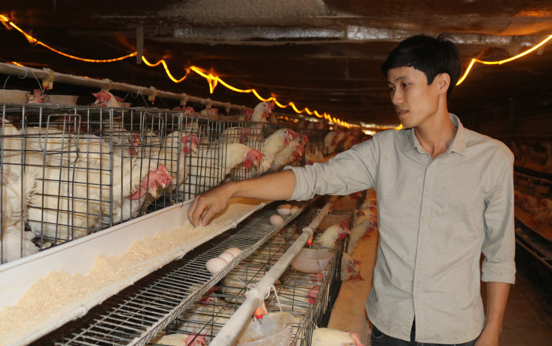 Cho gà đẻ ăn thêm các loại cây thảo dược, anh nông dân Đắk Lắk cứ bán một quả trứng lãi hơn 1.000 đồng
