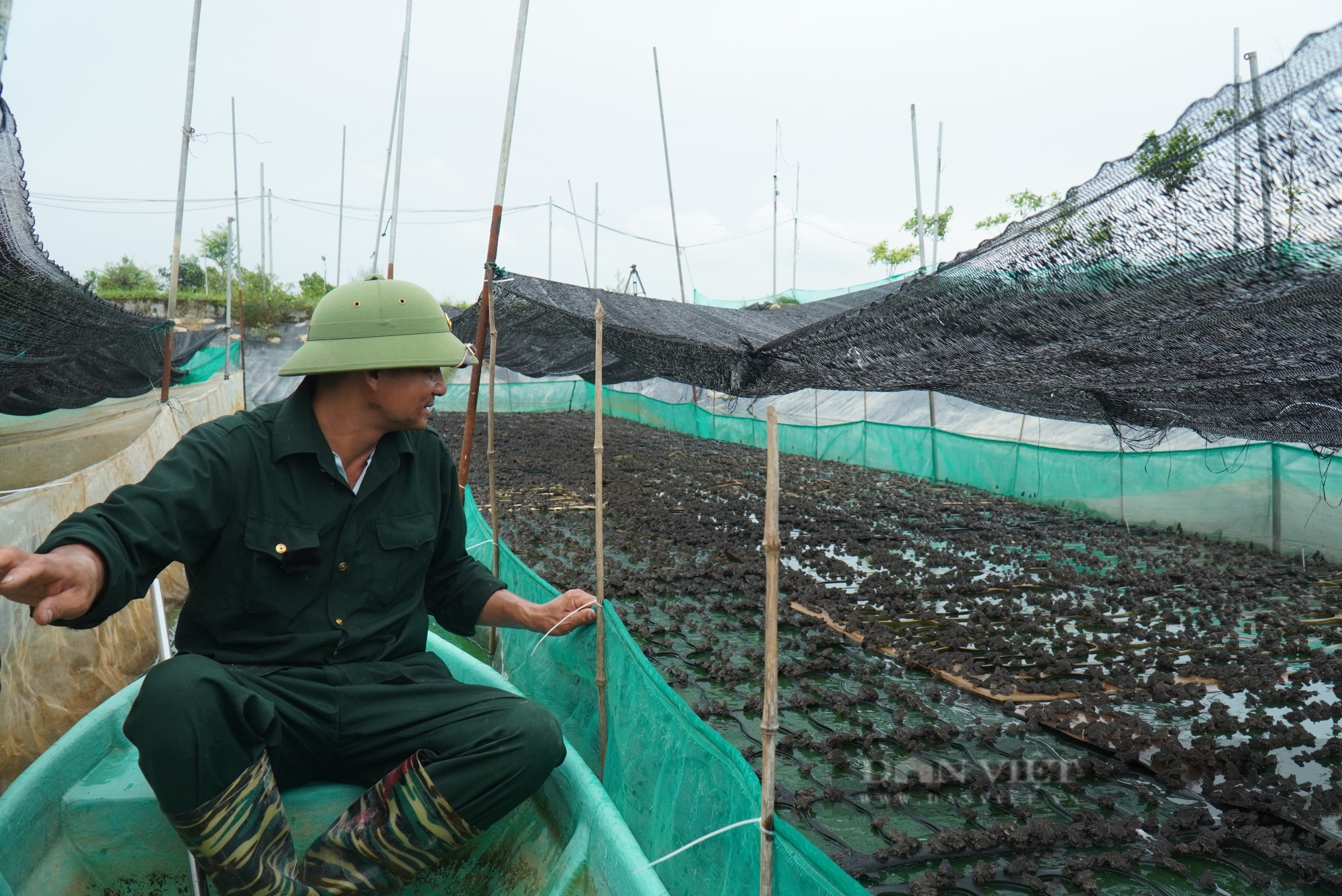Nuôi ếch ghép với nuôi cá, doanh thu gấp 10 lần, một ông nông dân Bắc Ninh thành tỷ phú