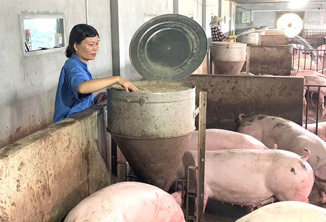 Nuôi heo chuồng lạnh, một bà nông dân Bình Định xuất bán 1.000 heo thịt/năm, lời 500 triệu