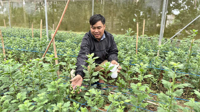 Người trồng hoa biến đêm thành ngày, túc trực chăm hoa Tết