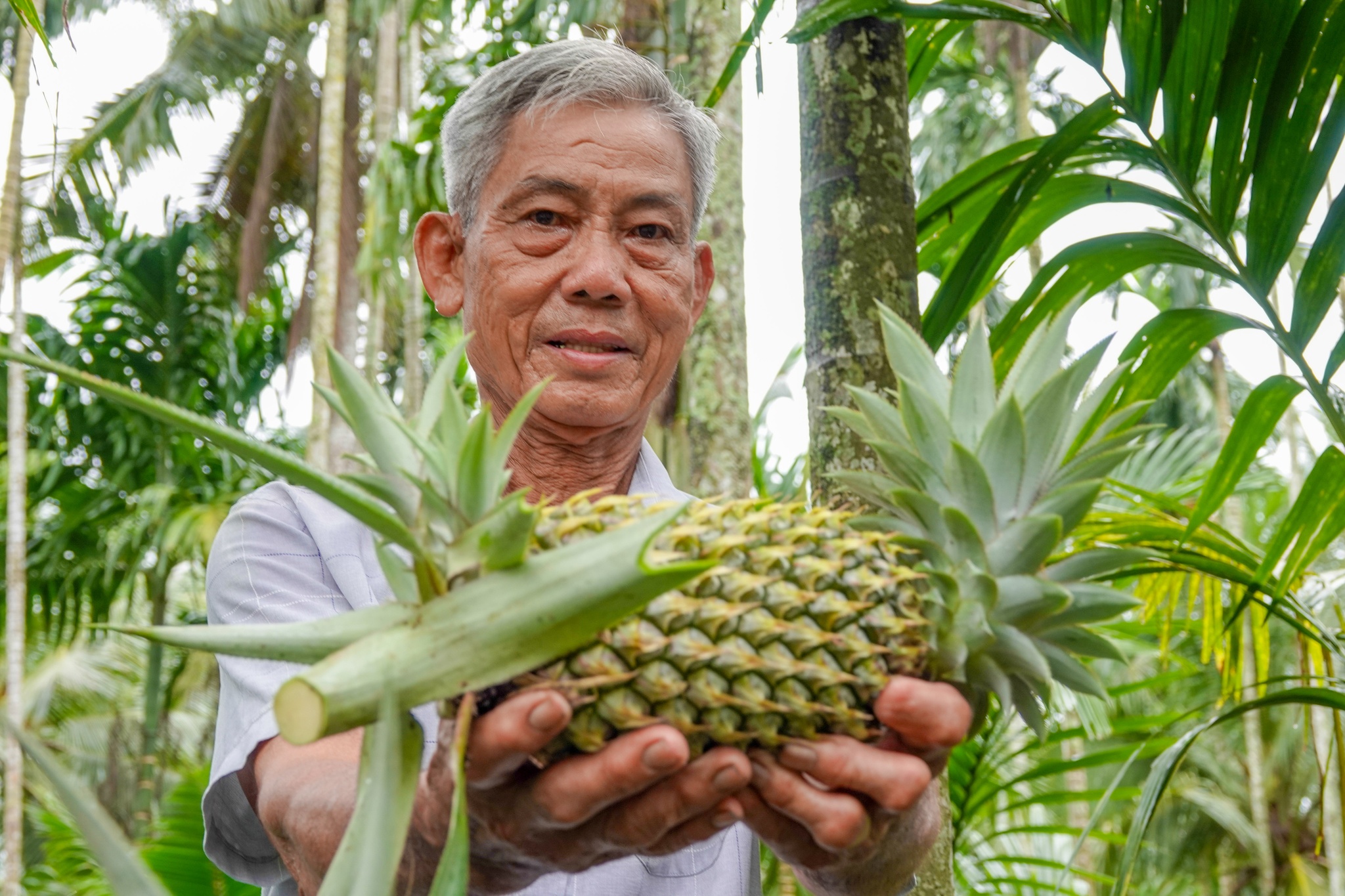 Lão nông miền Tây thu tiền tỉ nhờ trồng cau kết hợp dừa và khóm