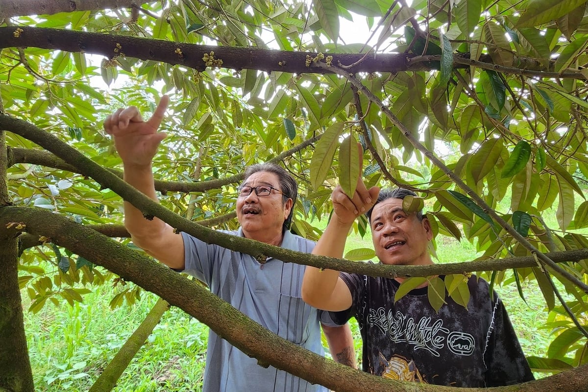 Chuyên gia ‘mách’ bí quyết trồng sầu riêng vụ nghịch