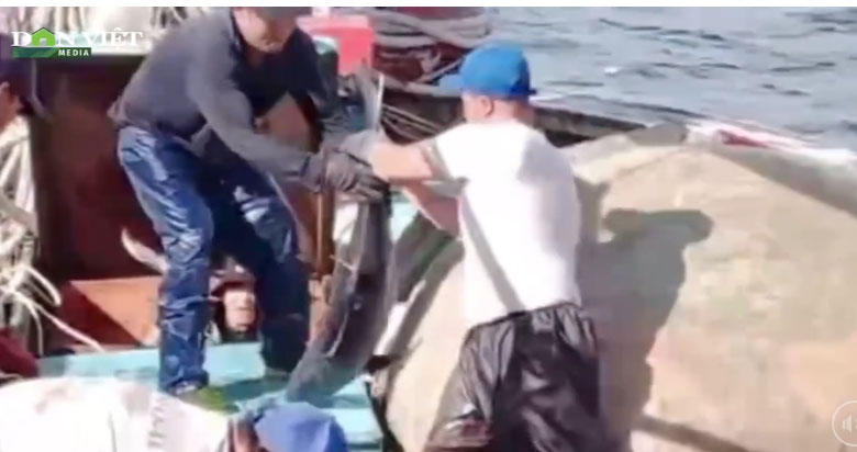 Một người dân Quảng Bình hé lộ cách đánh bắt loại cá to bự ngoài biển, thu tiền tỷ/chuyến tàu
