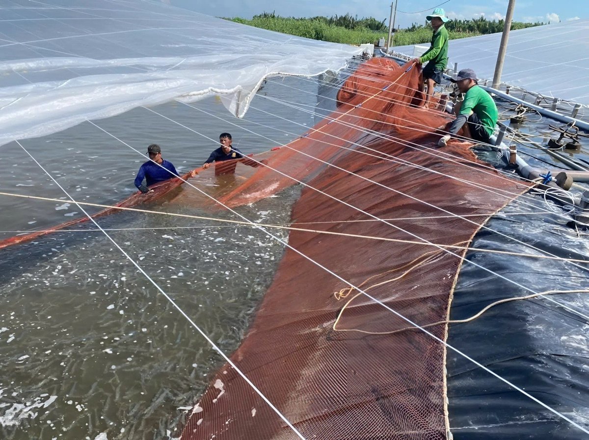 Bí quyết của 'tỷ phú tôm' đất cù lao