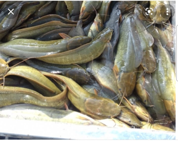 Nuôi cá trê vàng trong ruộng lúa, con nào cũng nhanh lớn, nông dân Kiên Giang bắt lên bán 75.000 đồng/kg