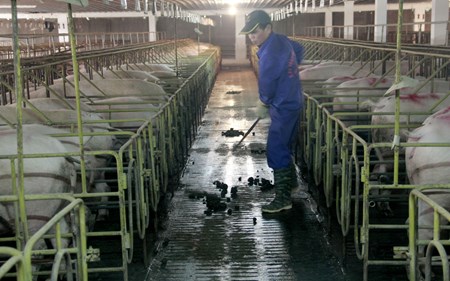 Bí quyết của trang trại lợn gần chục năm “miễn nhiễm” với dịch bệnh
