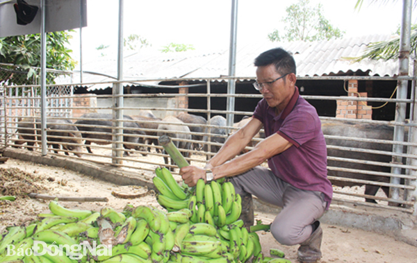 Nuôi heo rừng lạ đời ở Đồng Nai, cho heo ăn trái cây, uống nước lọc, cả làng trầm trồ