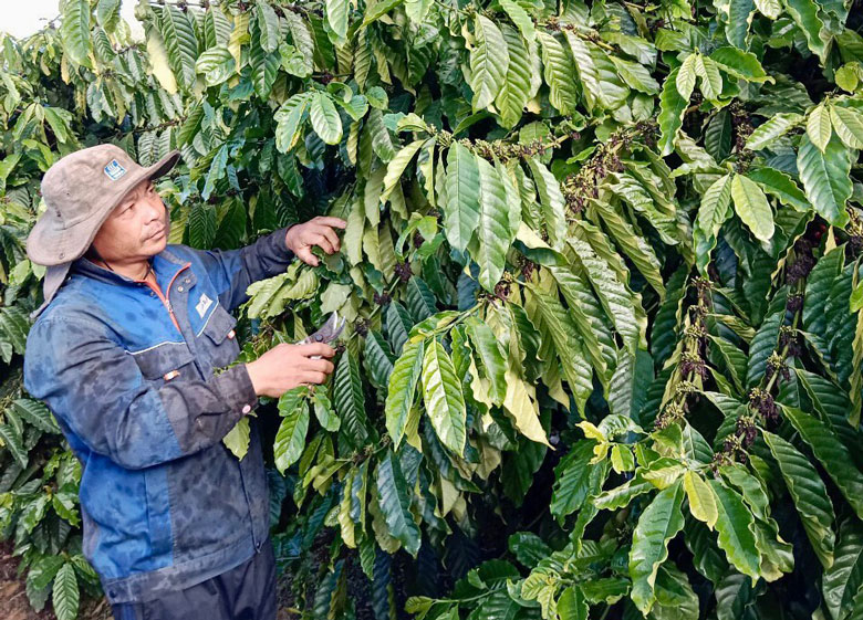 Trồng cà phê ghép, năng suất tăng cao bất ngờ, hái chỉ có mỏi tay, nông dân Lâm Đồng lãi đậm hơn