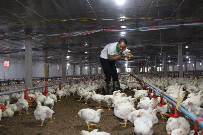 Giá gia cầm 30/6: Giá gà thịt công nghiệp có nơi xuống dưới 30.000 đồng/kg