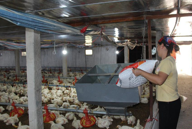 Giá gia cầm 9/7: Giá gà thịt công nghiệp giảm sâu, tiêu thụ chậm