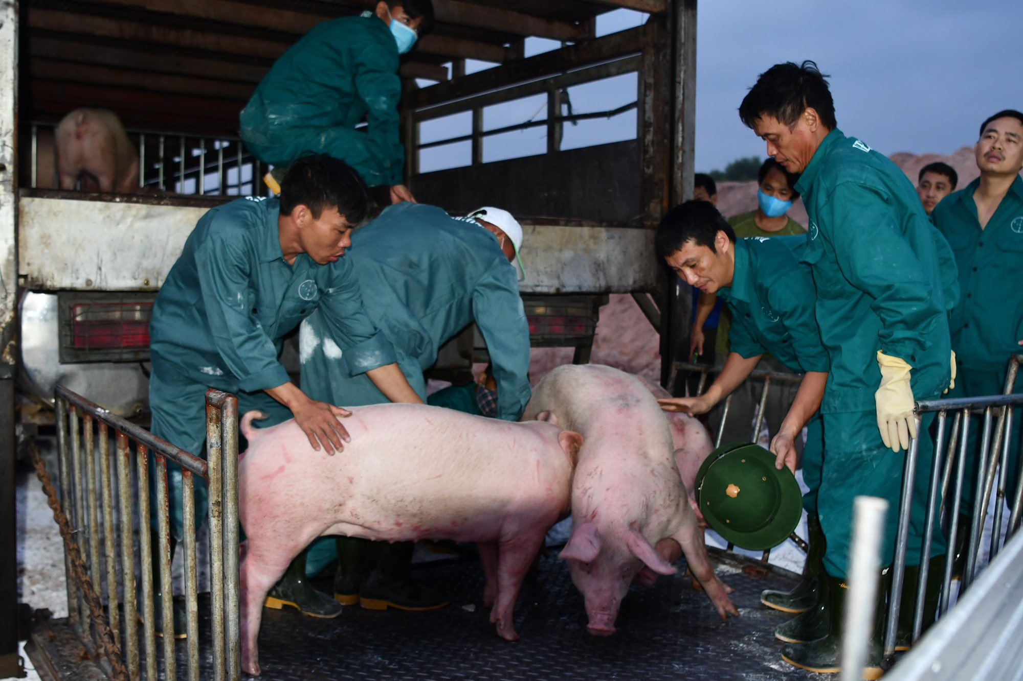 Giá heo hơi 12/6: Doanh nghiệp đăng ký nhập 800.000 con lợn từ Thái Lan, giá heo hơi ra sao?