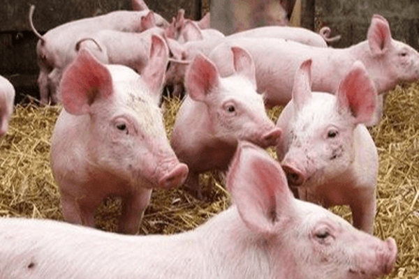 Giá heo hơi 25/7: Luật chăn nuôi có thể khiến giá lợn hơi cao?